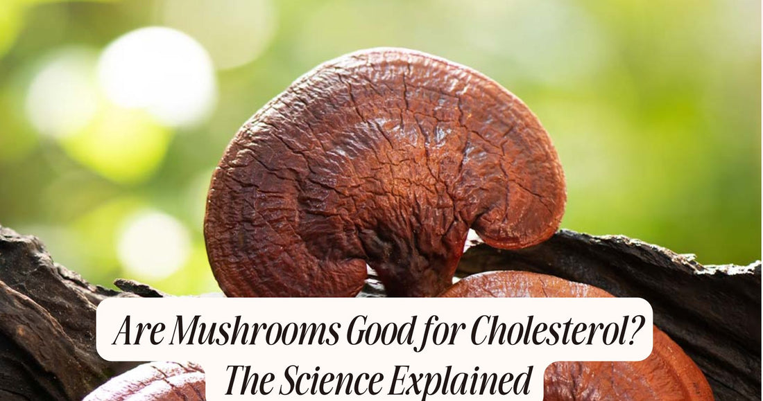 are mushrooms good for cholesterol