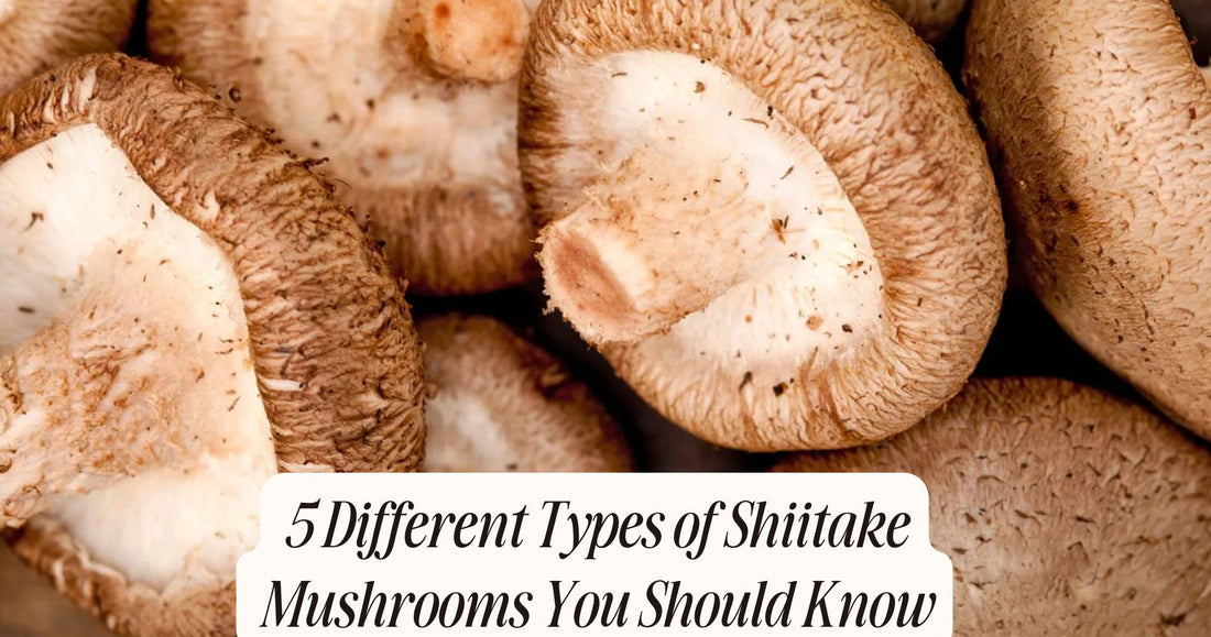 different types of shiitake mushrooms