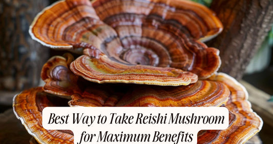 best way to take reishi mushroom