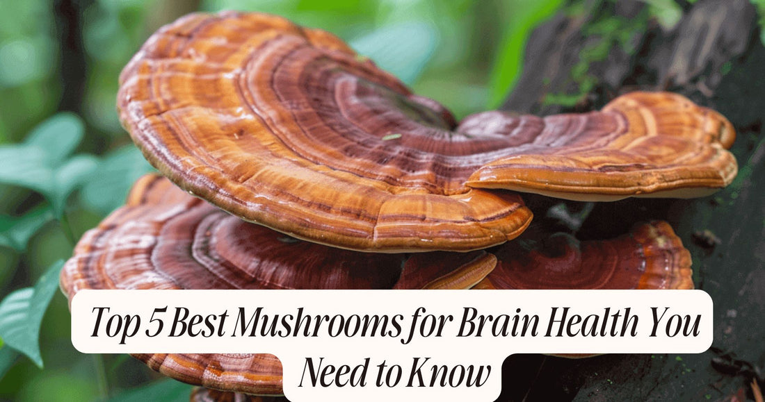 best mushroom for brain health