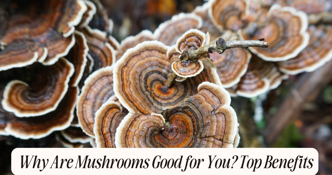 why are mushrooms good for you