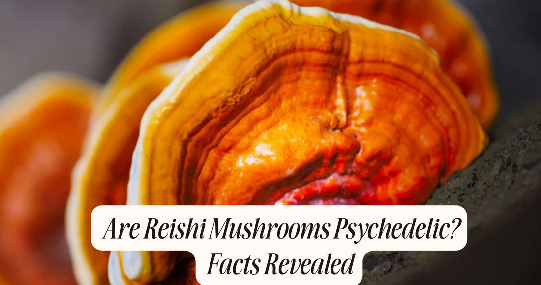 are reishi mushrooms psychedelic