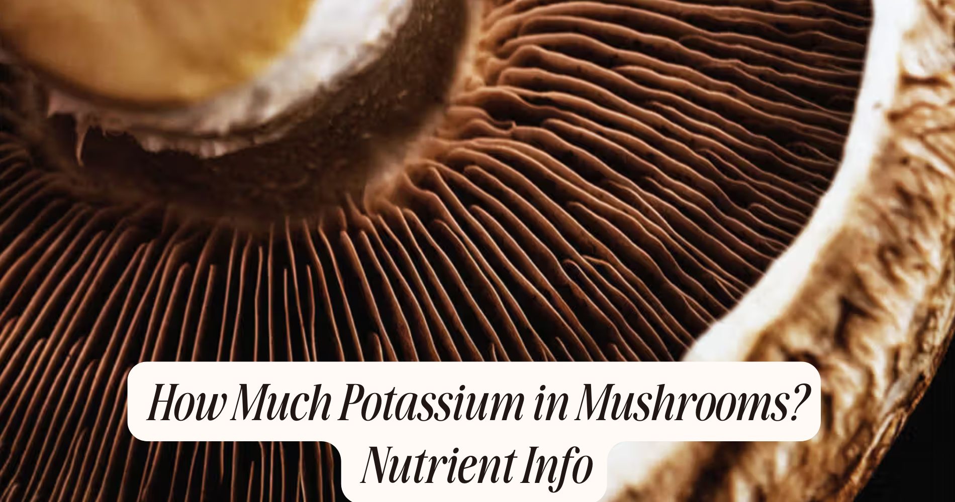 how much potassium in mushrooms