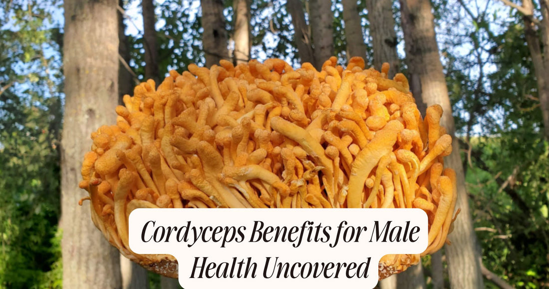 cordyceps benefits for male