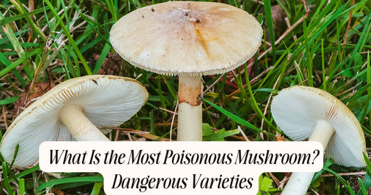 what is the most poisonous mushroom