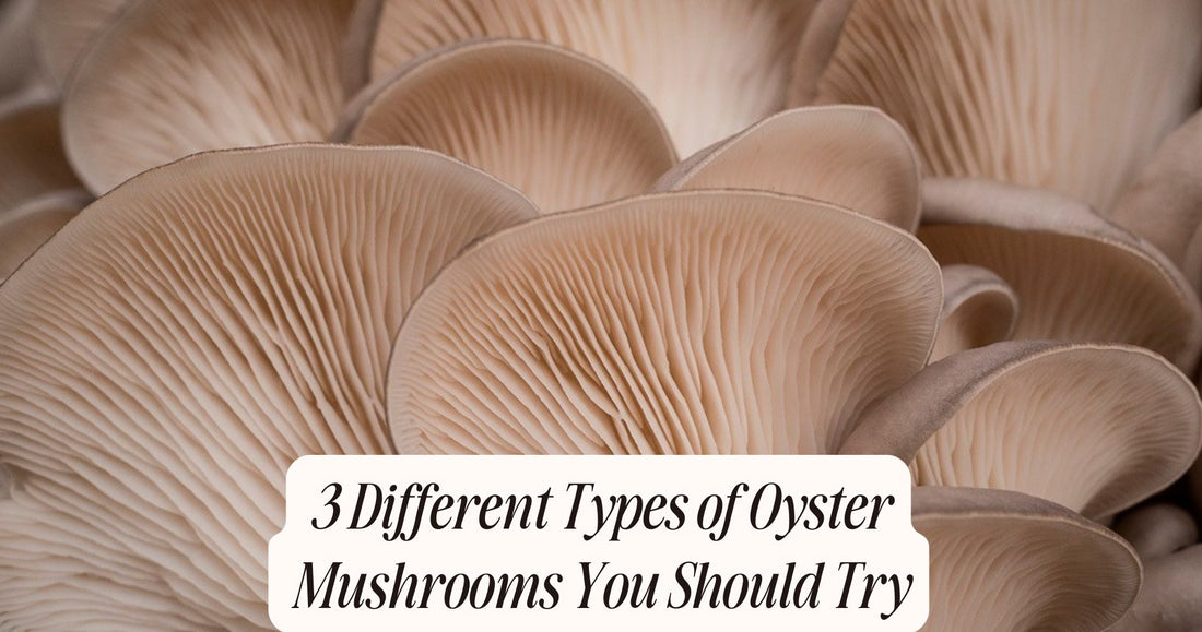 different types of oyster mushrooms