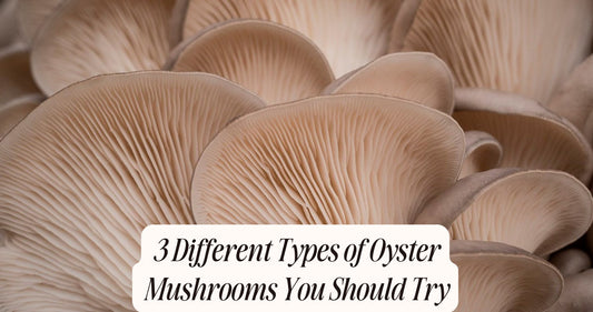 different types of oyster mushrooms