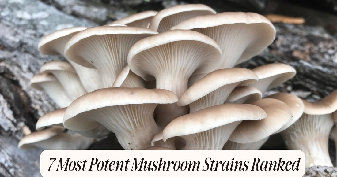 most potent mushroom strains