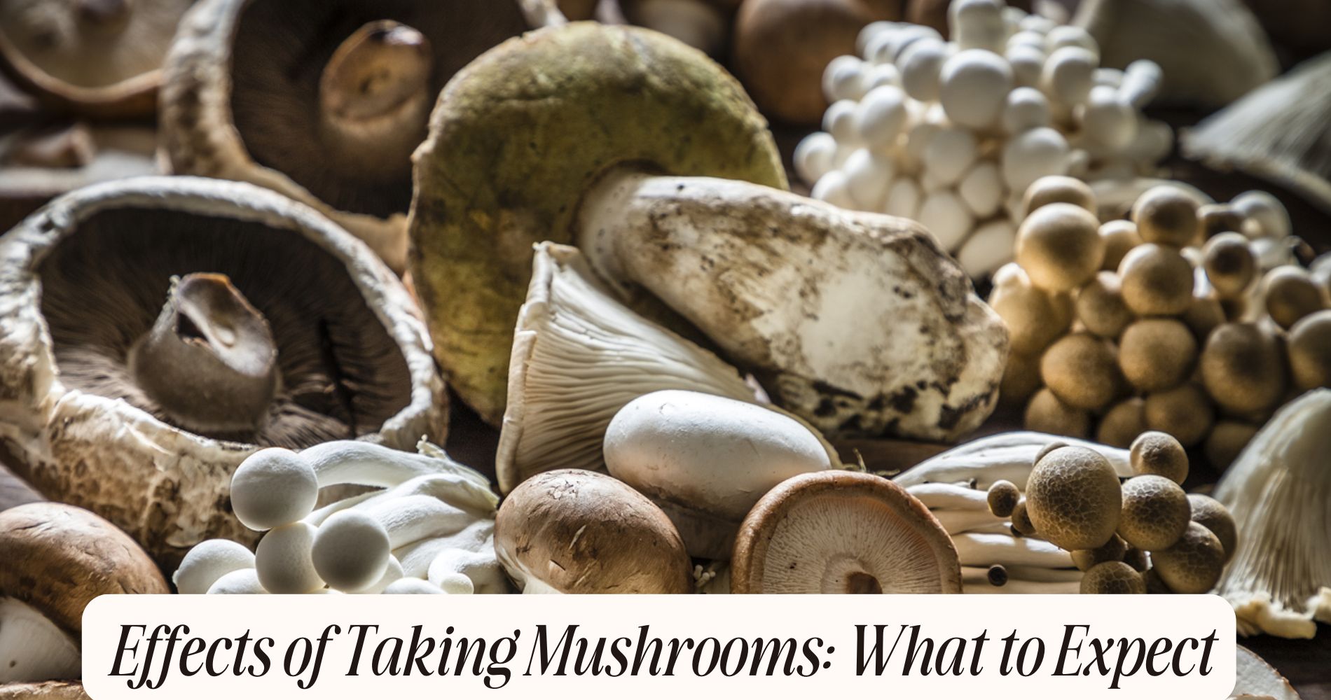 effects of taking mushrooms