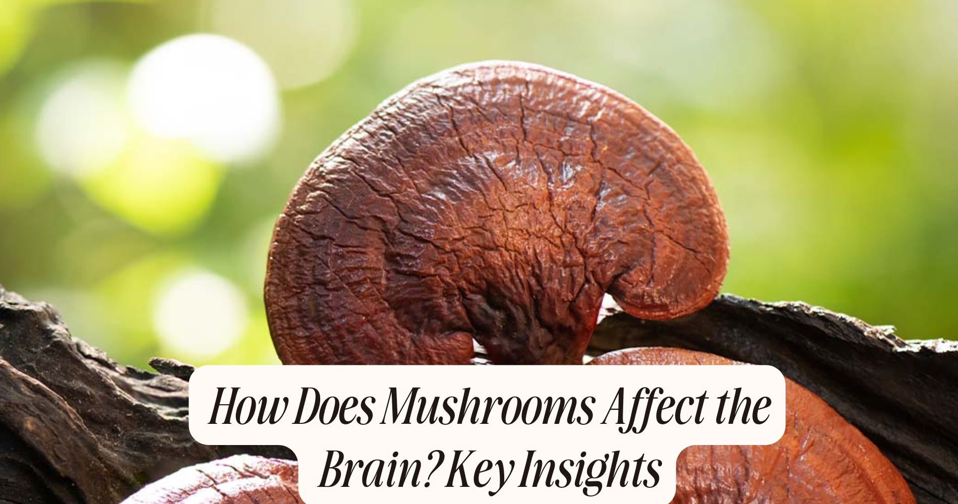 how does mushrooms affect the brain