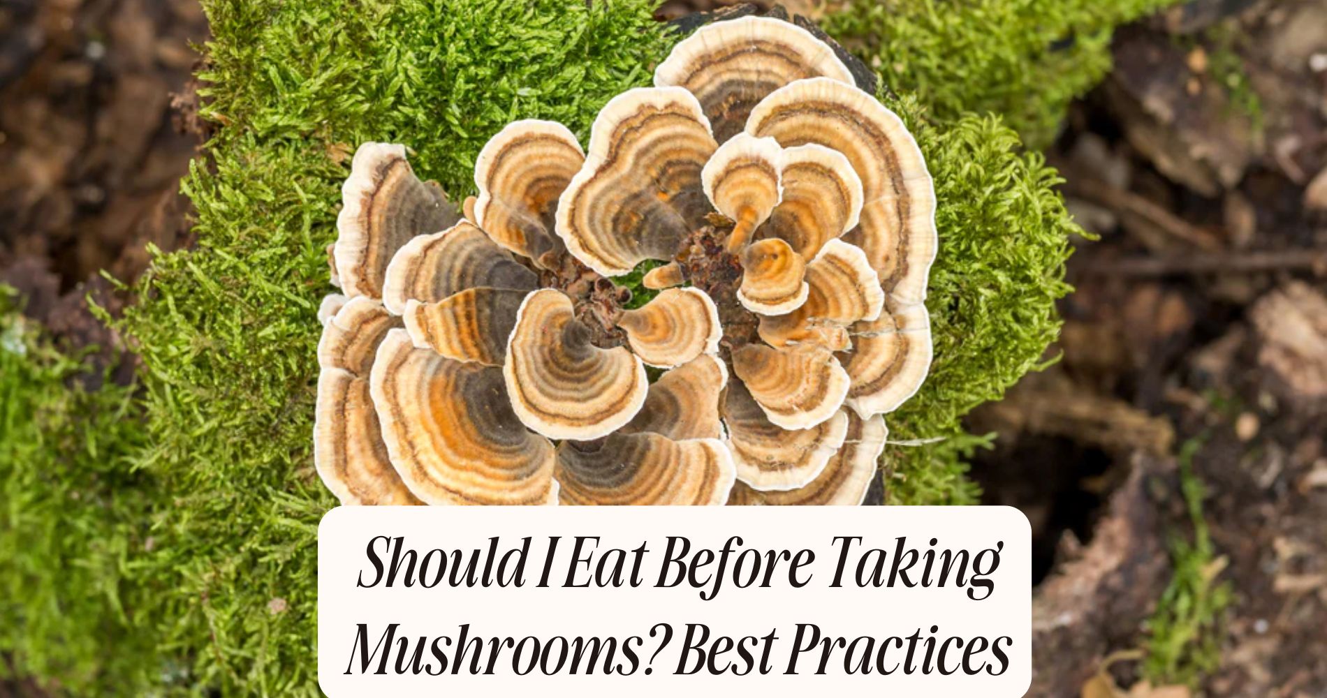 should i eat before taking mushrooms