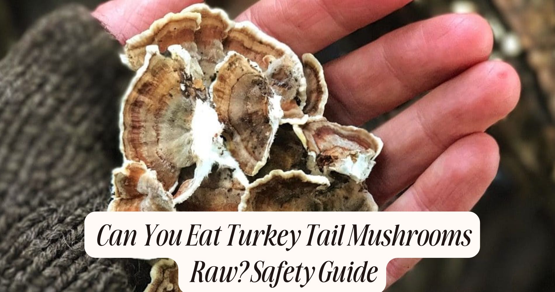 can you eat turkey tail mushrooms raw