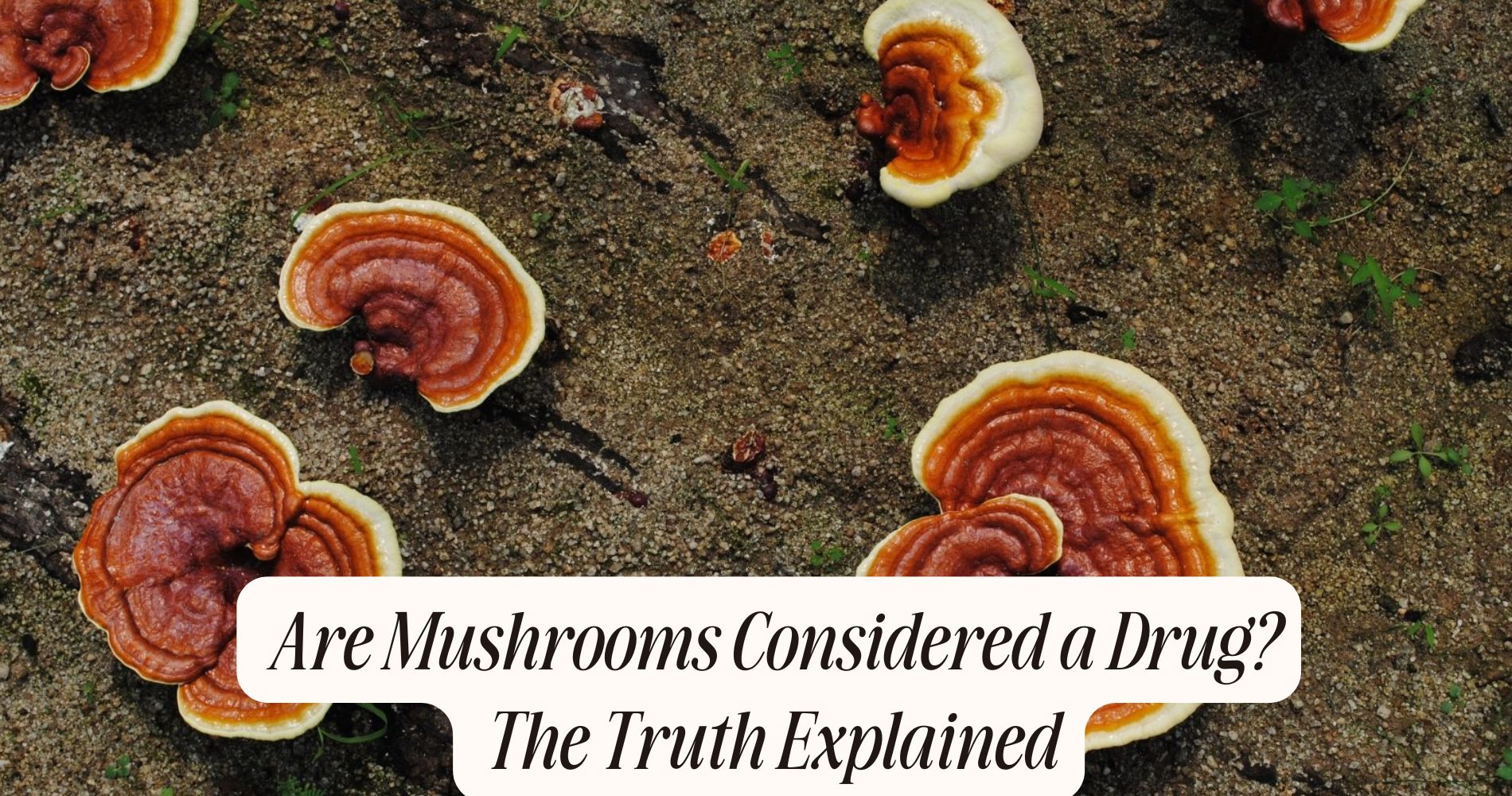 are mushrooms considered a drug