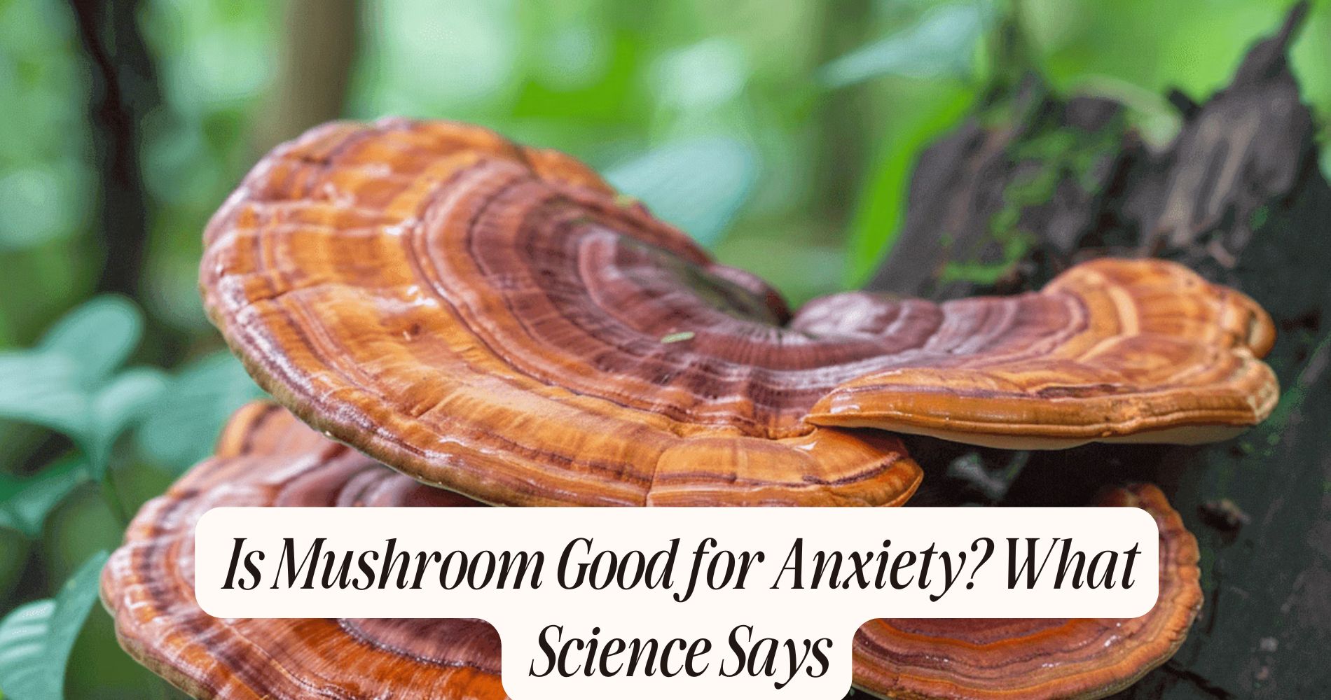 is mushroom good for anxiety