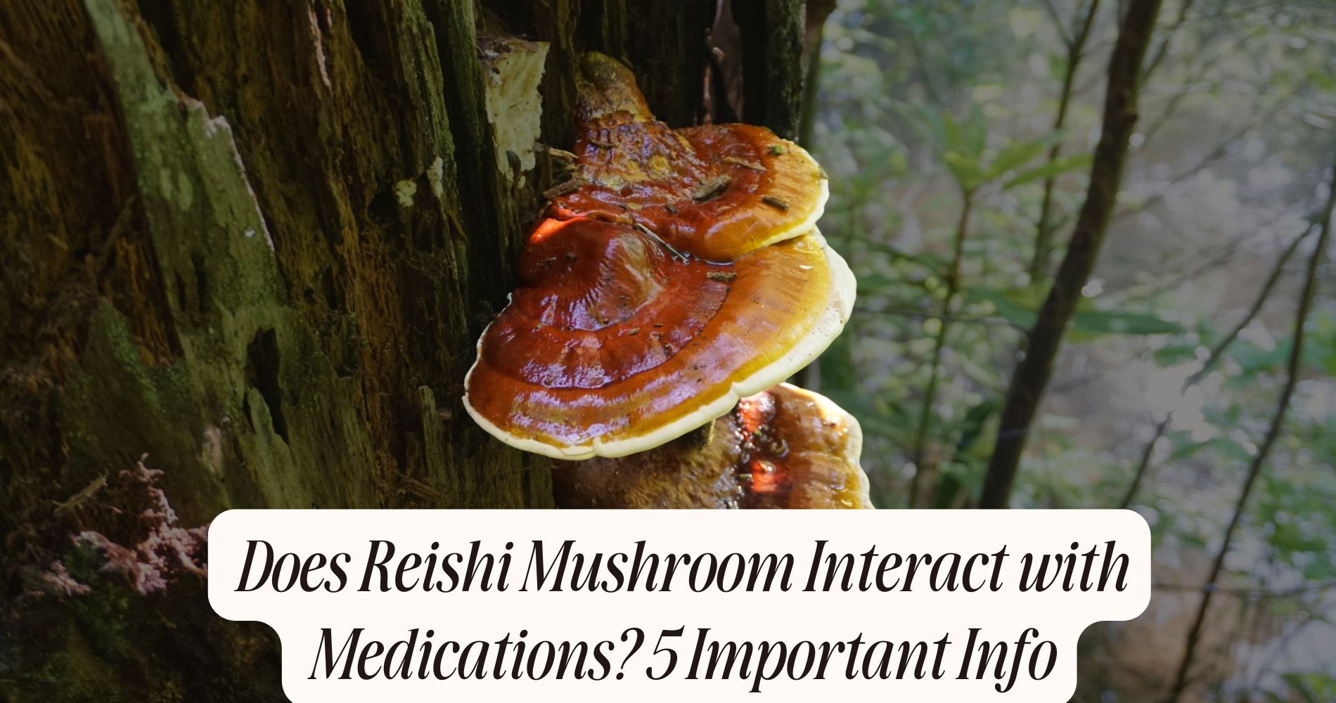 does reishi mushroom interact with medications