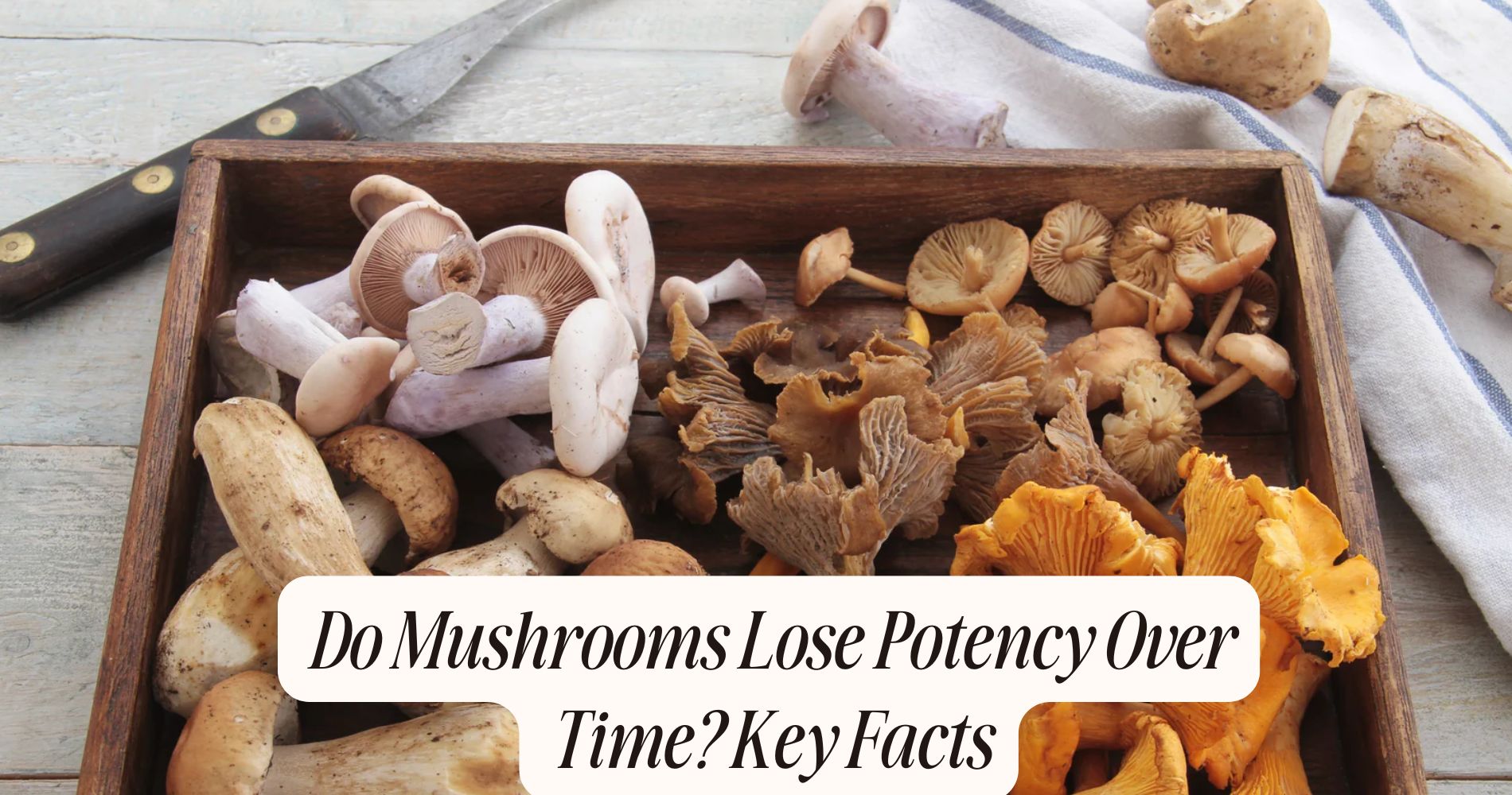 do mushrooms lose potency over time