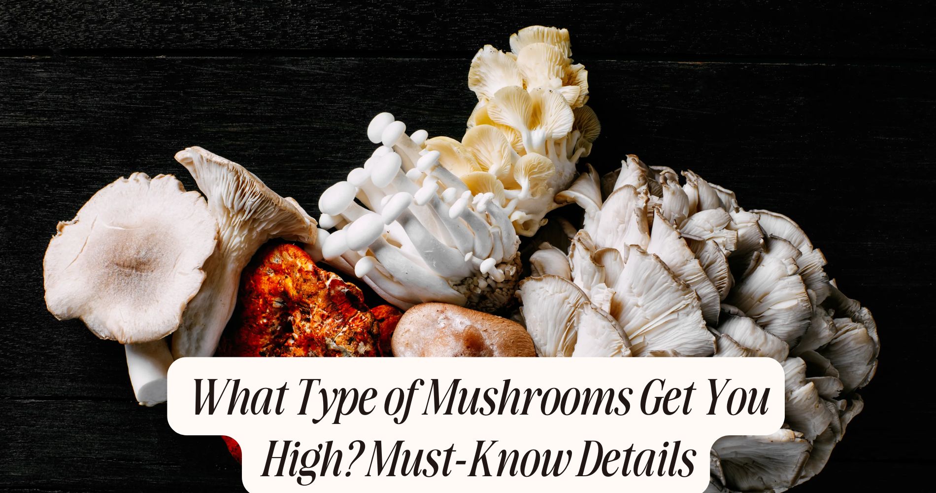 what type of mushrooms get you high