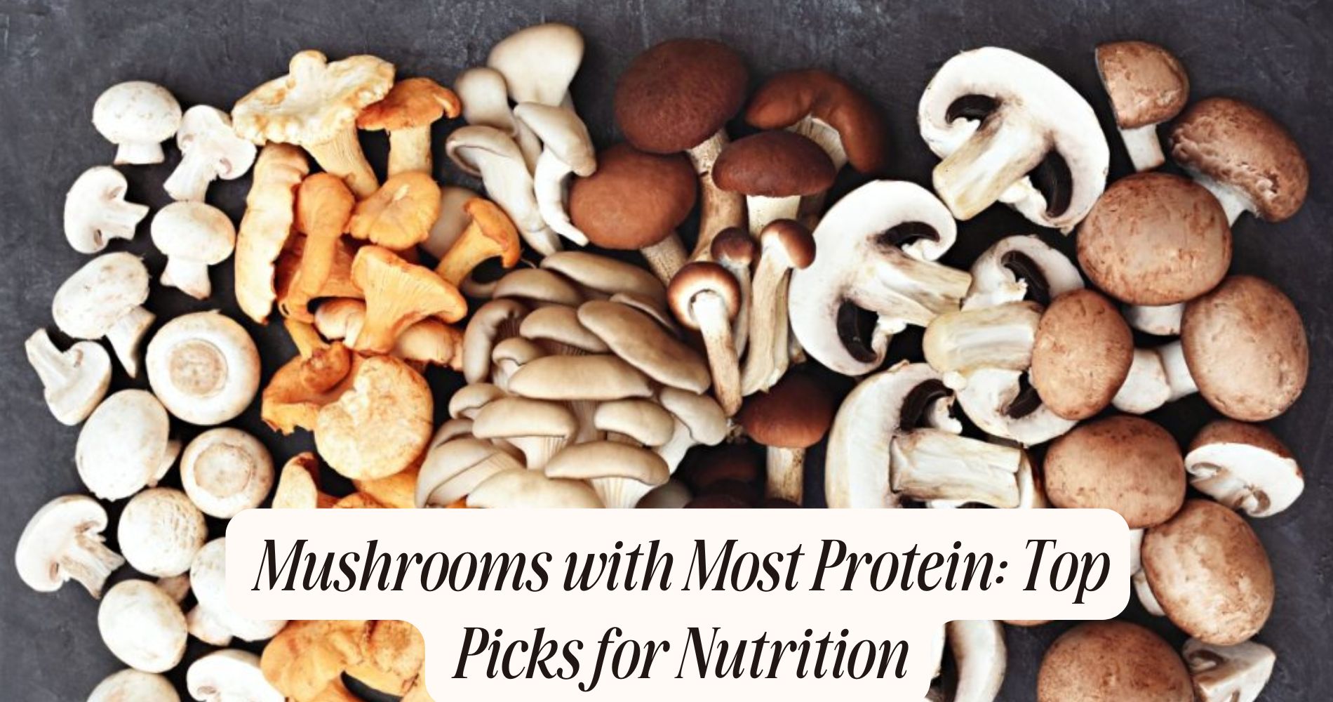 Mushrooms with Most Protein: Top Picks for Nutrition