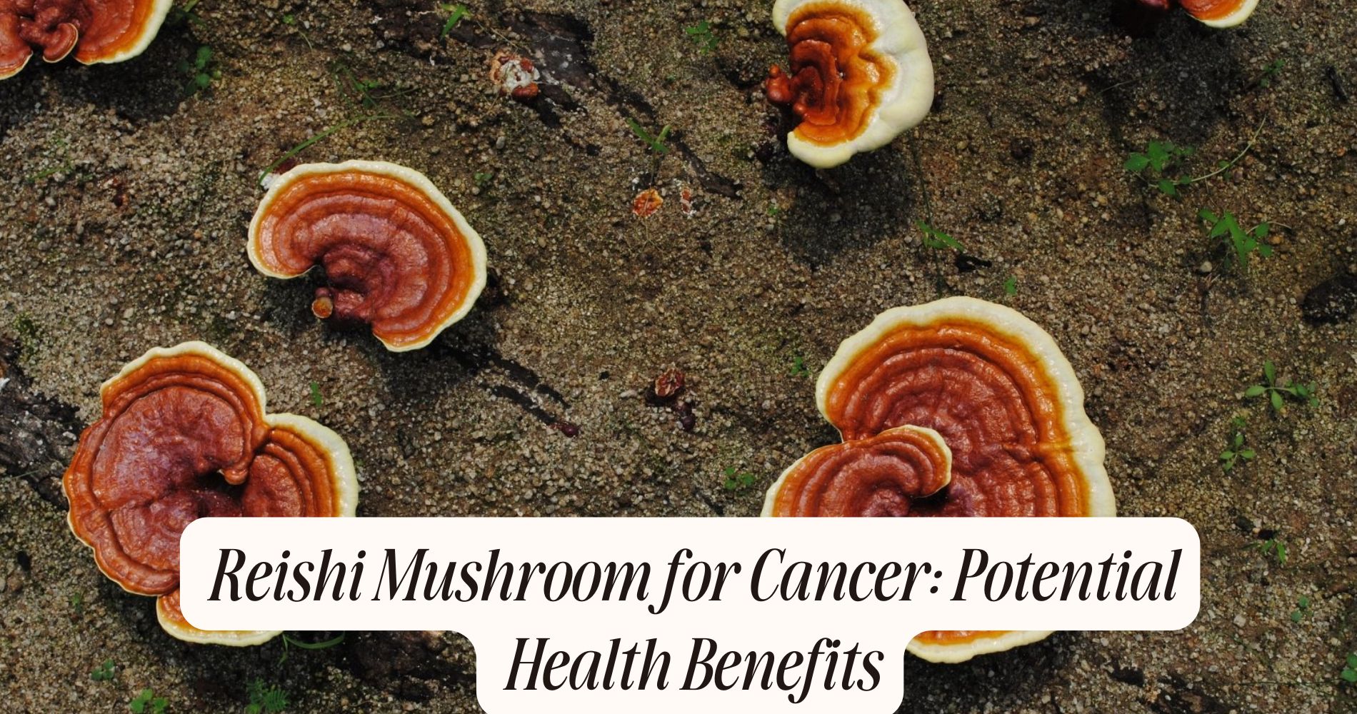 reishi mushroom for cancer