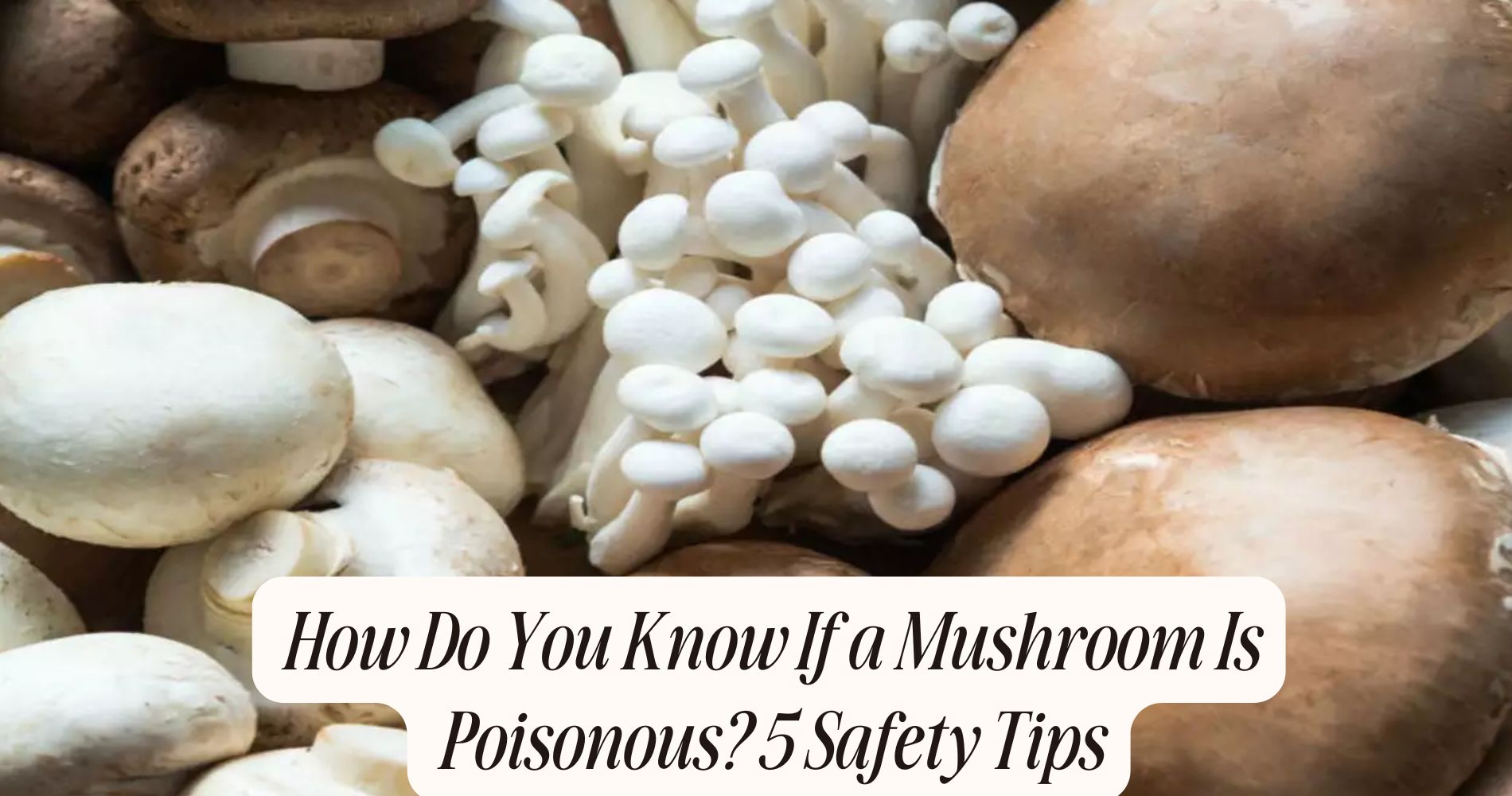 how do you know if a mushroom is poisonous
