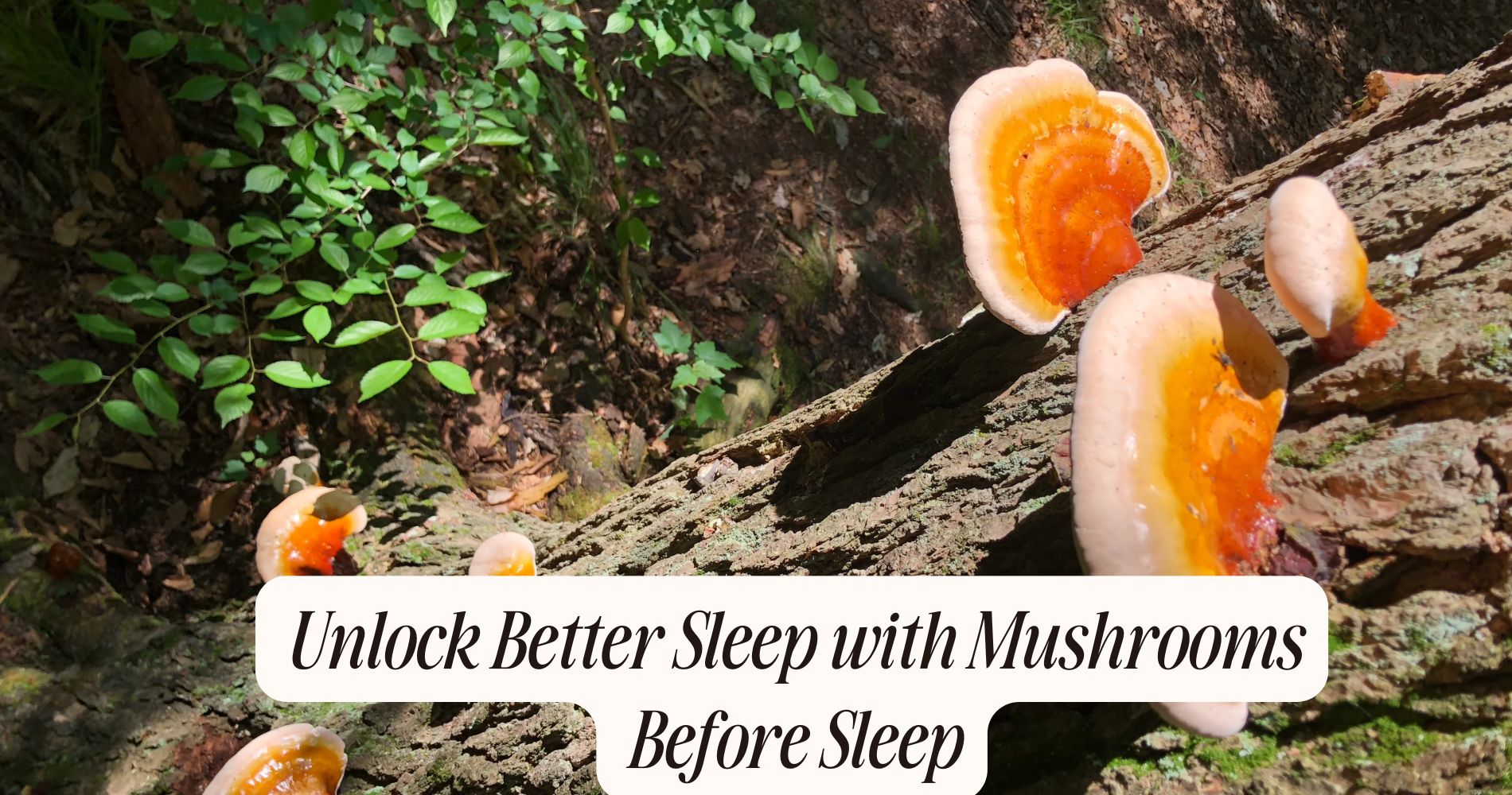mushrooms before sleep