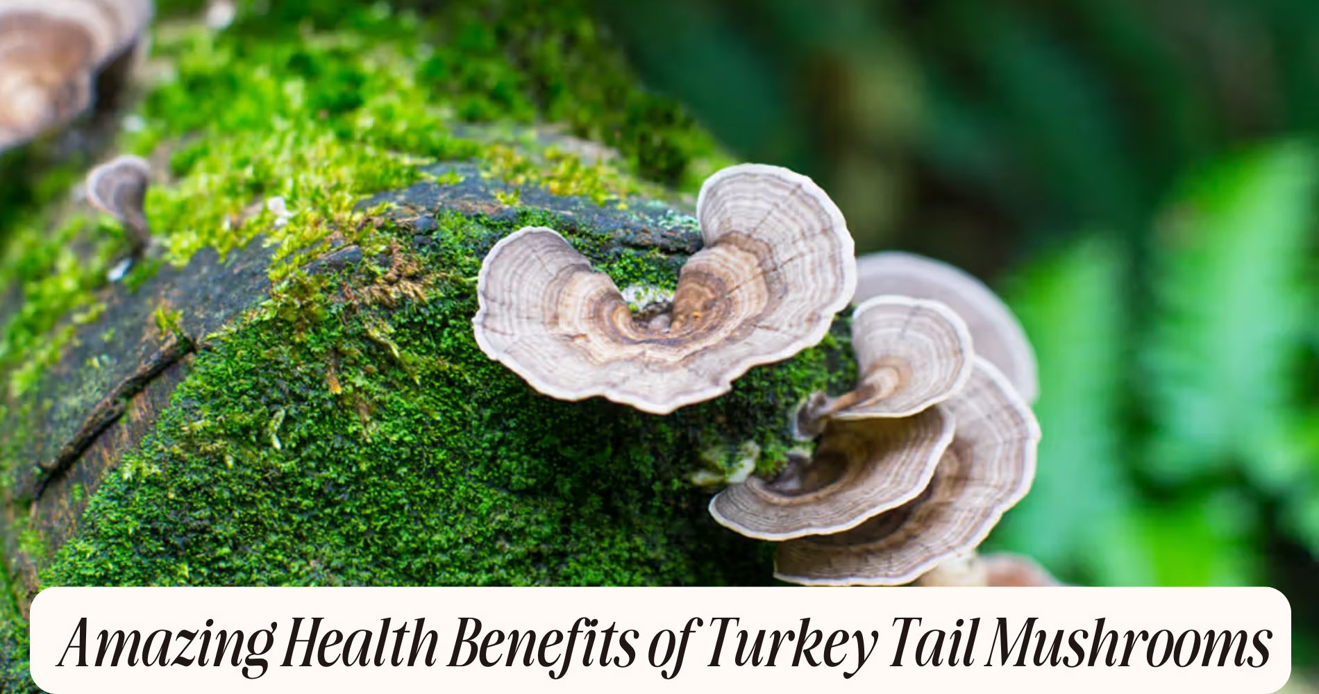 health benefits of turkey tail mushrooms