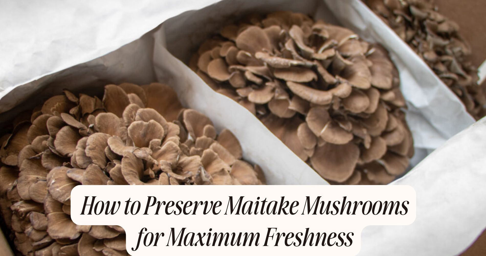 how to preserve maitake mushrooms