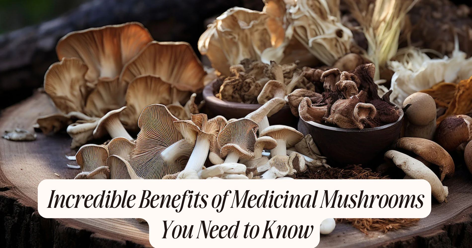 benefits of medicinal mushrooms