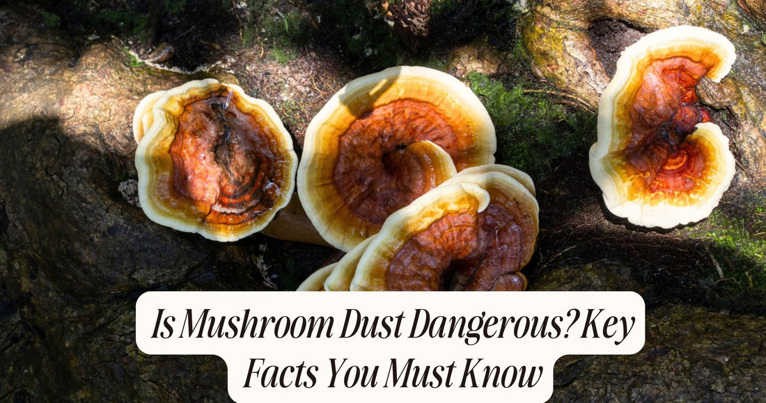 is mushroom dust dangerous