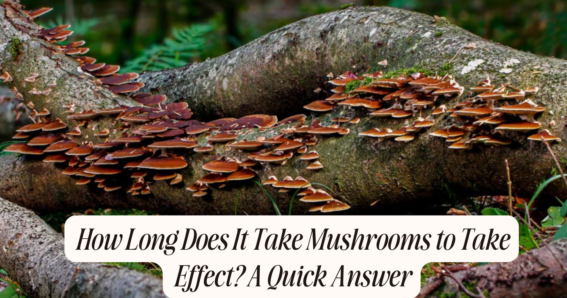 how long does it take mushrooms to take effect