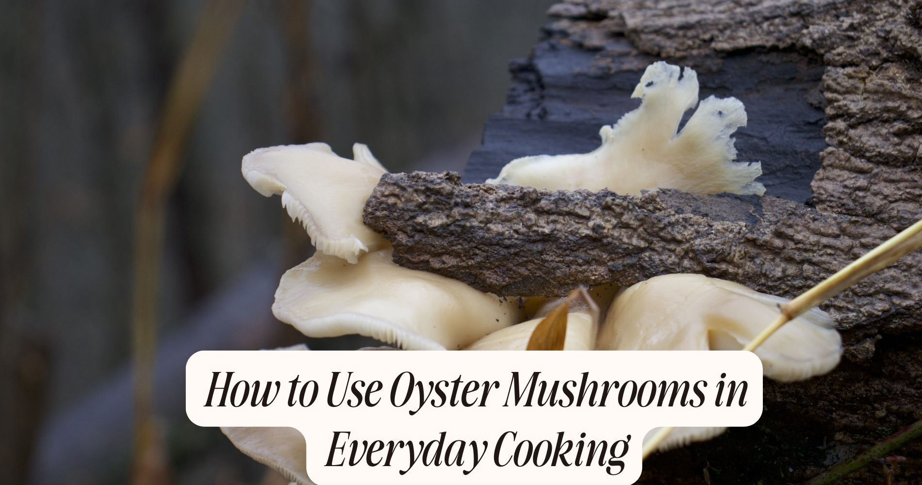 how to use oyster mushrooms