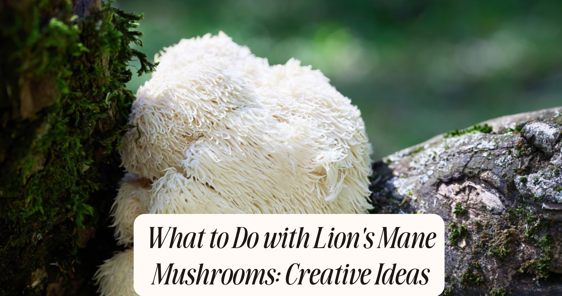what to do with lion's mane mushrooms