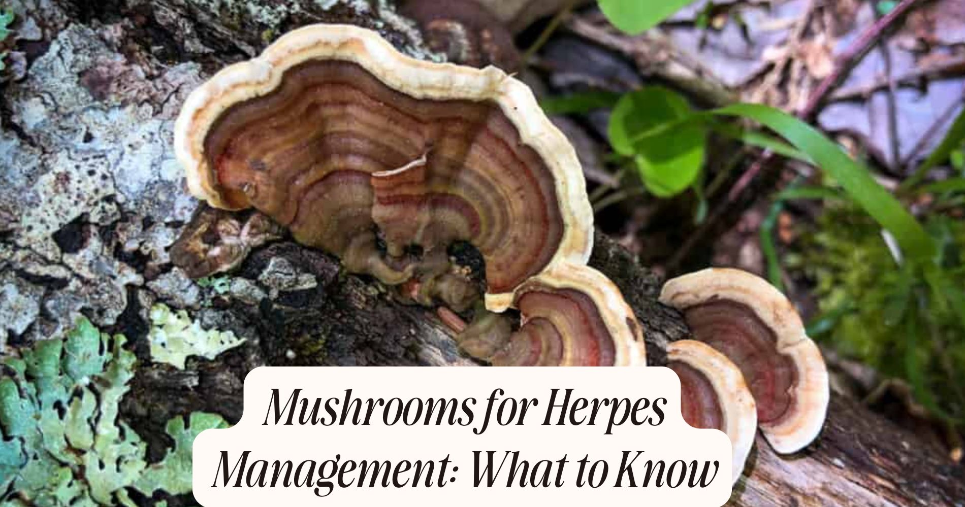 mushrooms for herpes