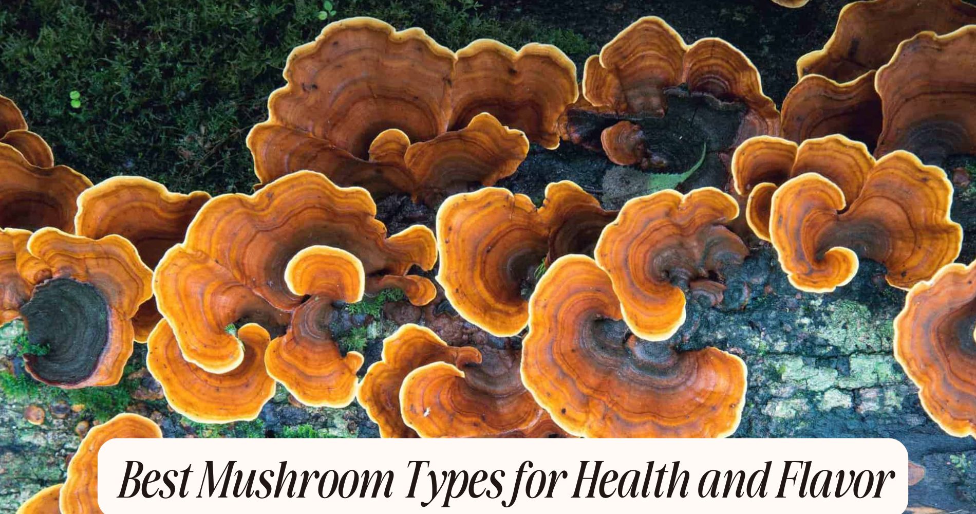 best mushroom types
