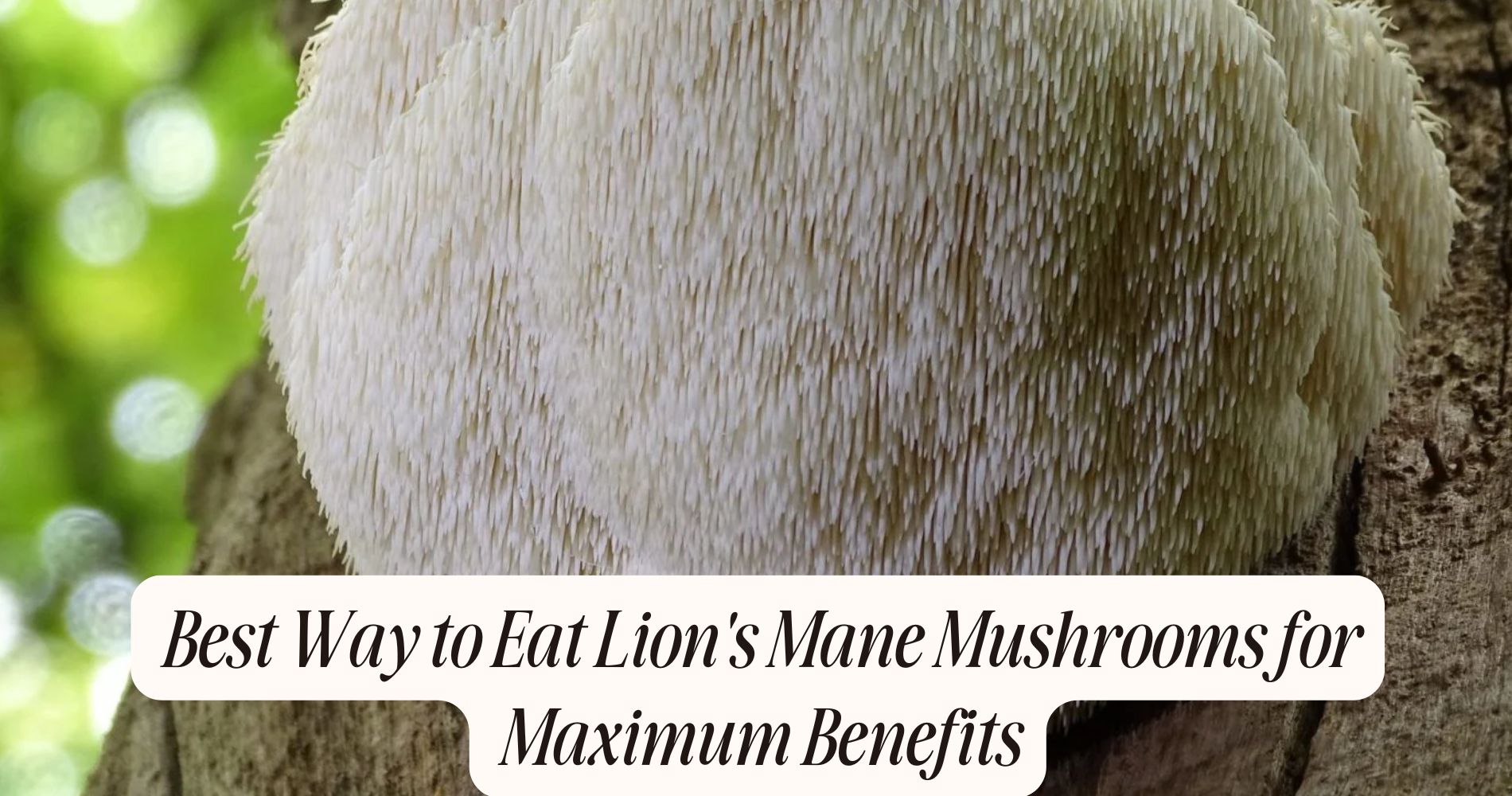best way to eat lion's mane mushrooms