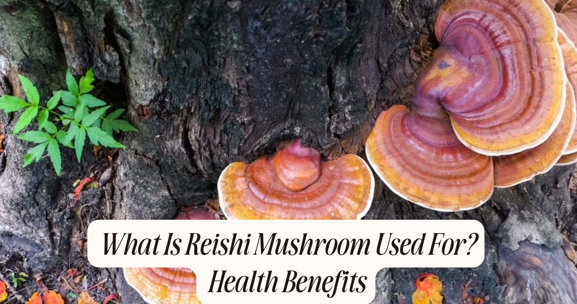 what is reishi mushroom used for
