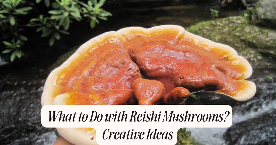 what to do with reishi mushrooms