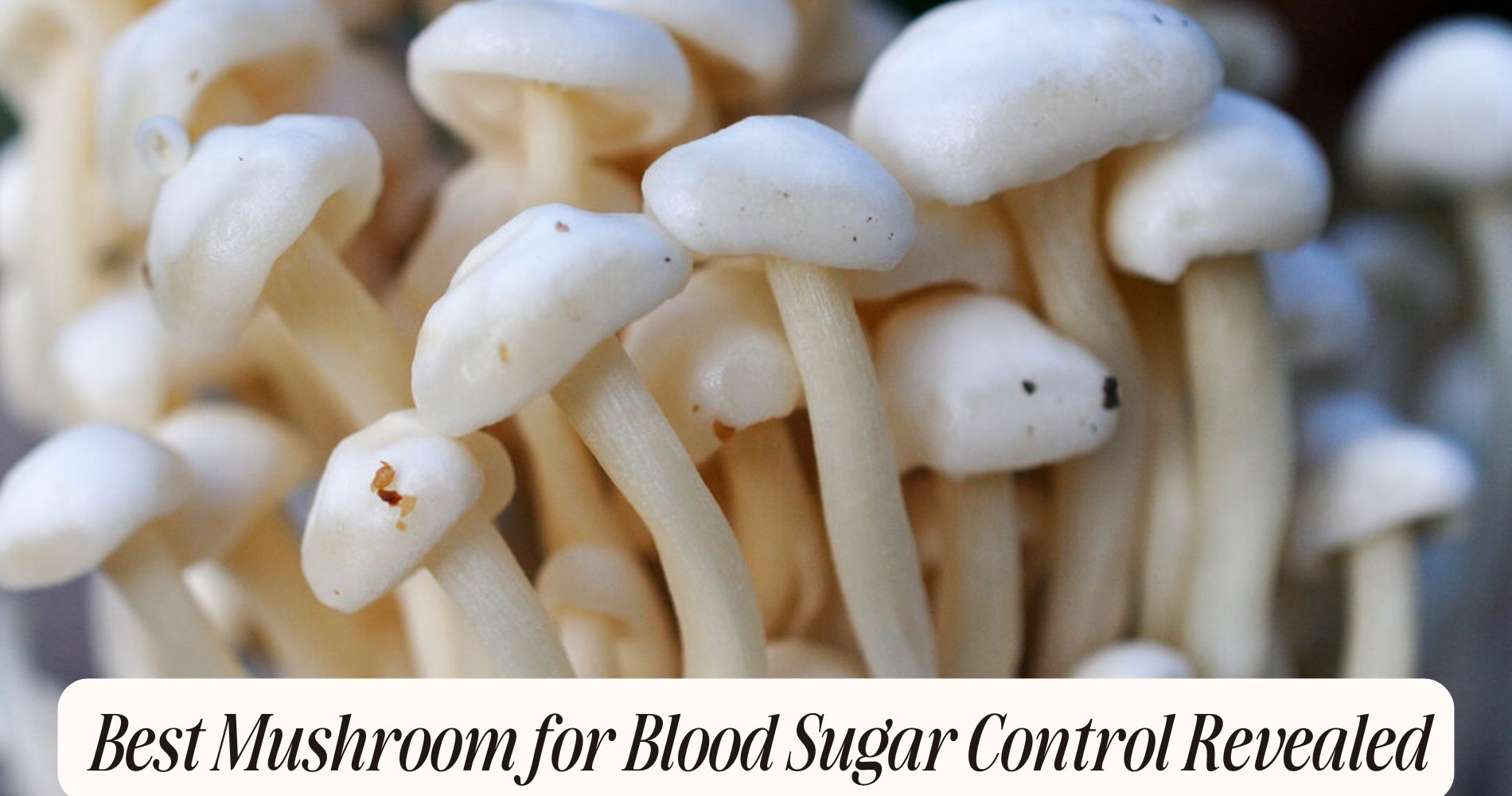 best mushroom for blood sugar