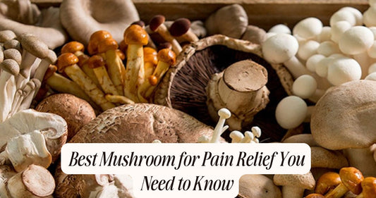 best mushroom for pain relief