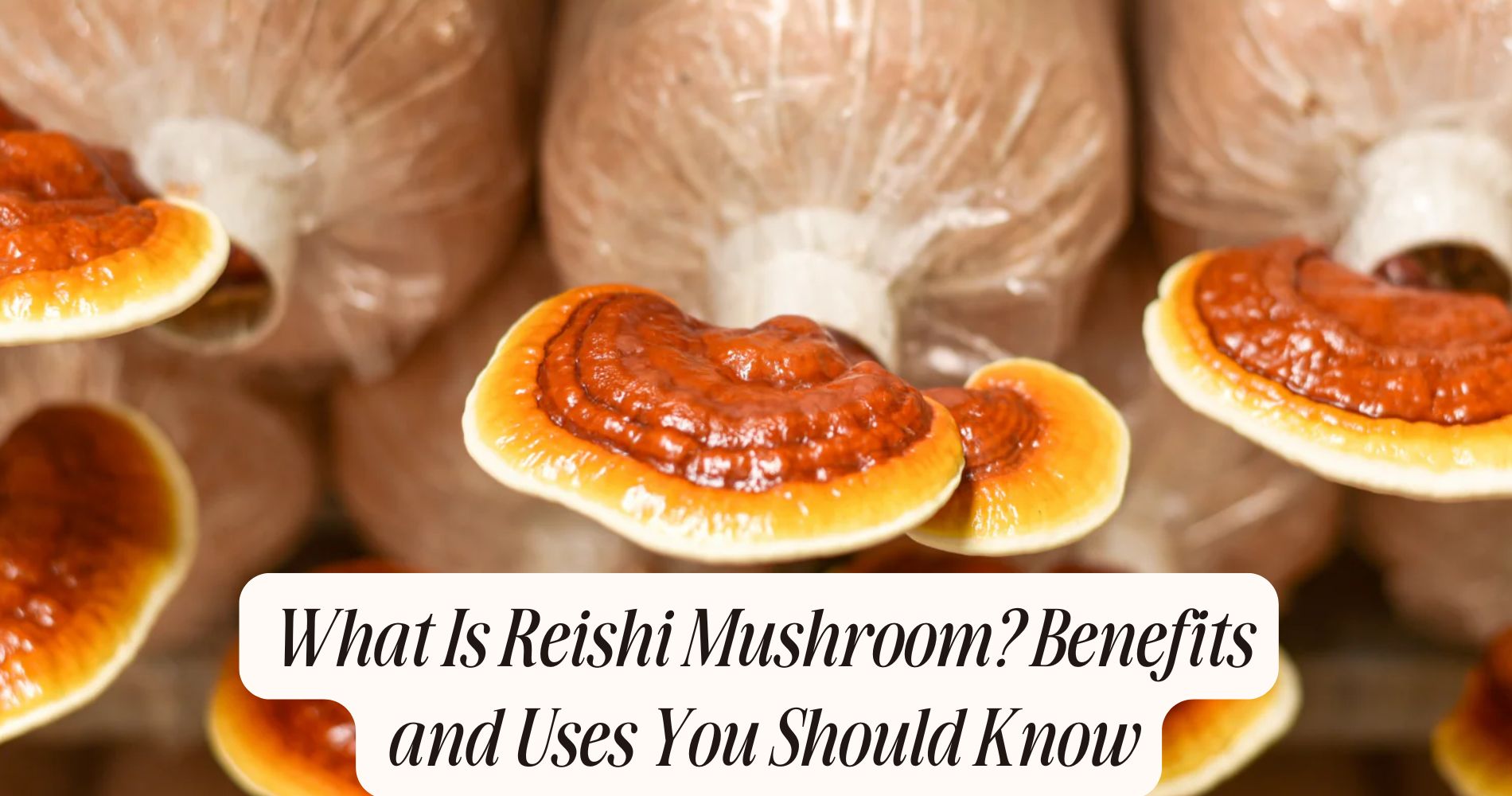 what is reishi mushroom
