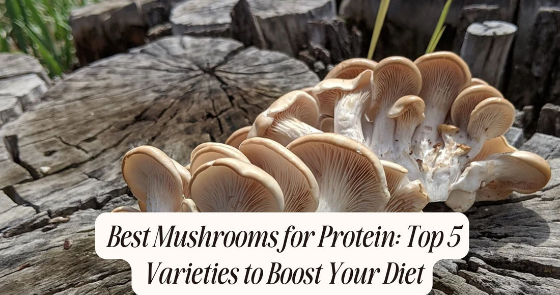 best mushrooms for protein