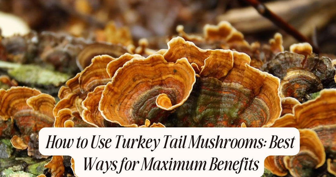 how to use turkey tail mushrooms