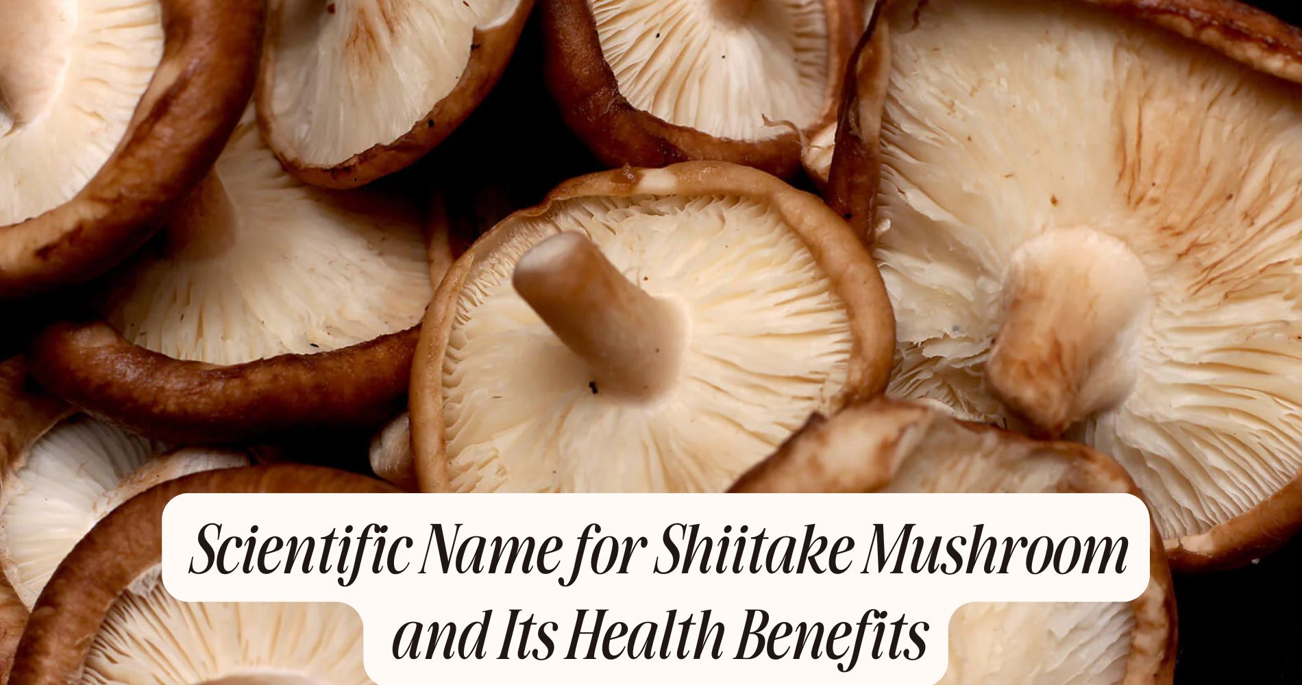 scientific name for shiitake mushroom