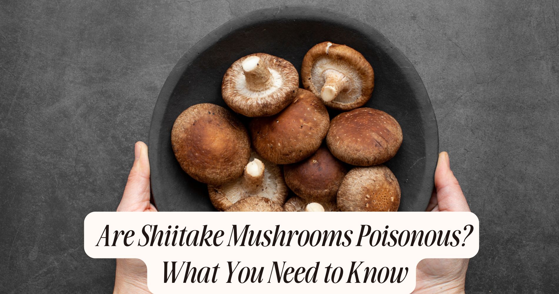 are shiitake mushrooms poisonous