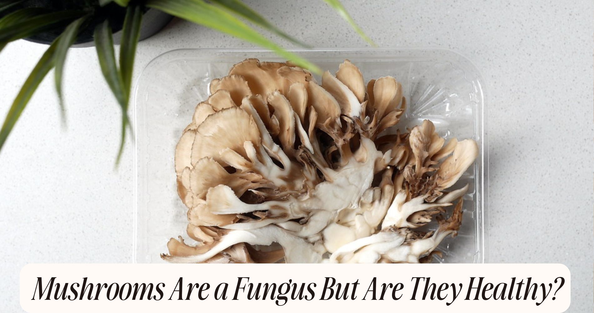mushrooms are a fungus
