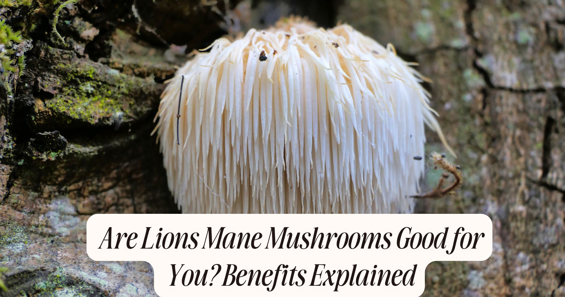 are lions mane mushrooms good for you
