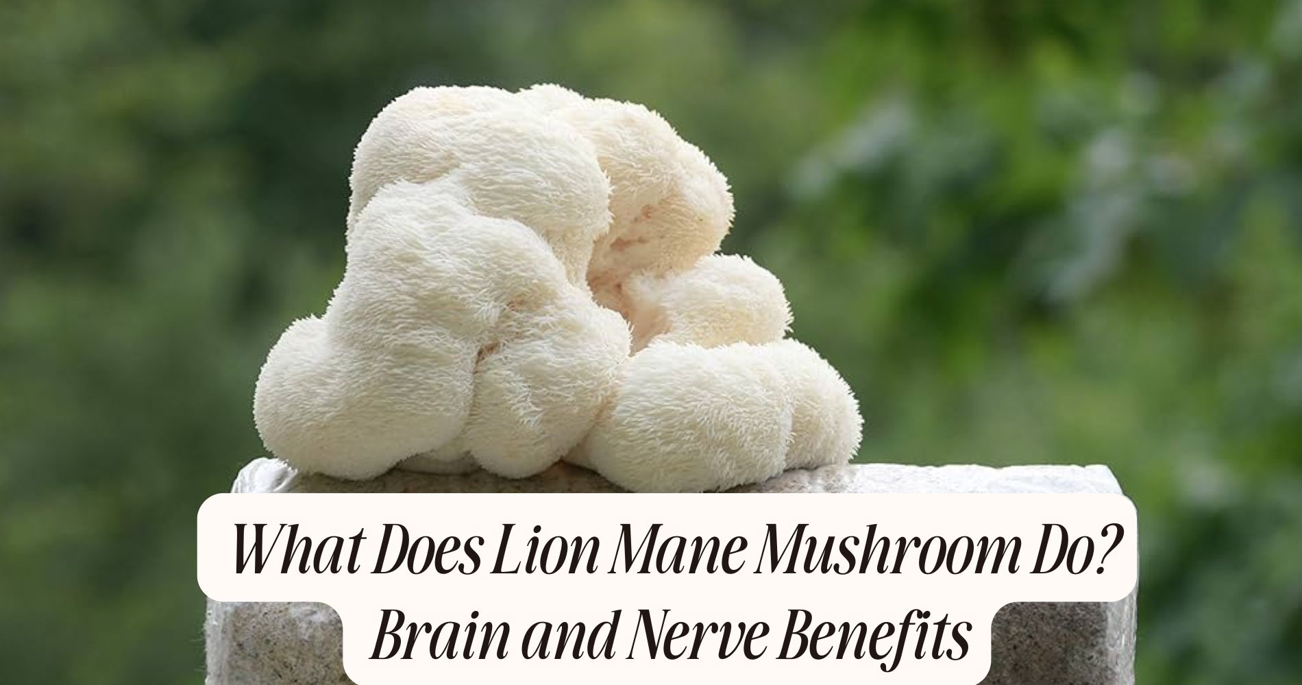 what does lion mane mushroom do
