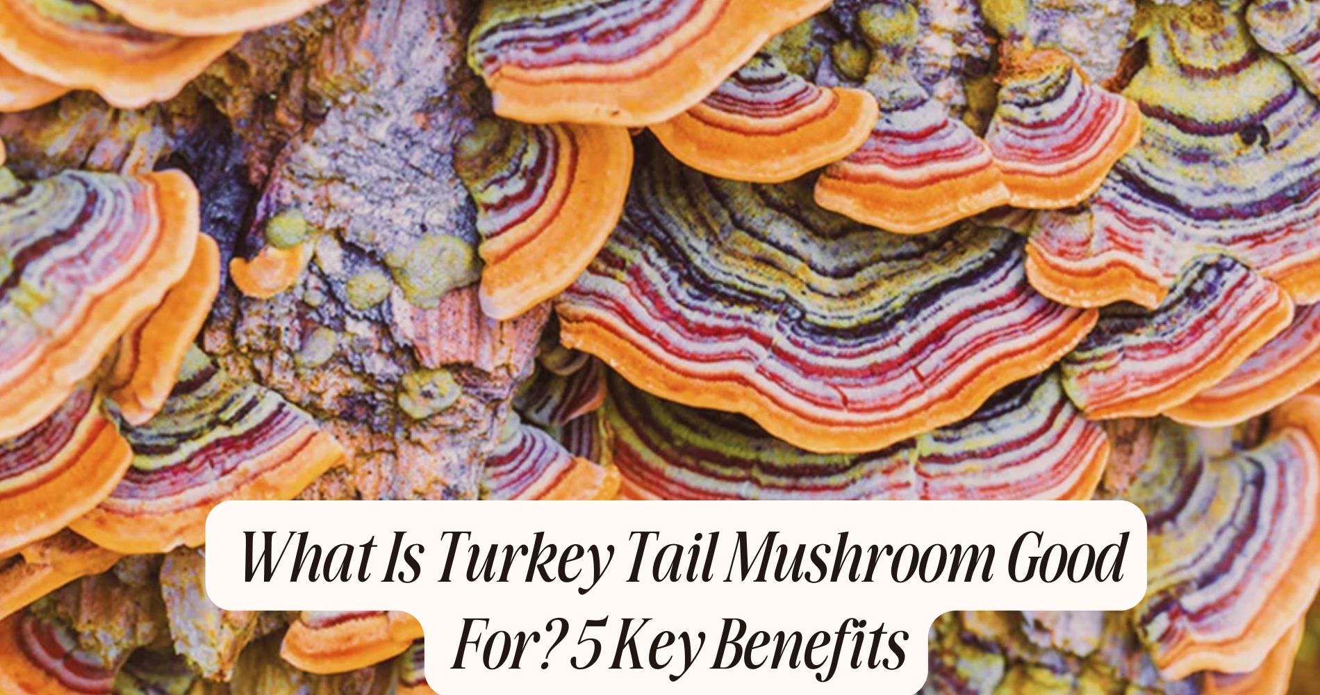 what is turkey tail mushroom good for