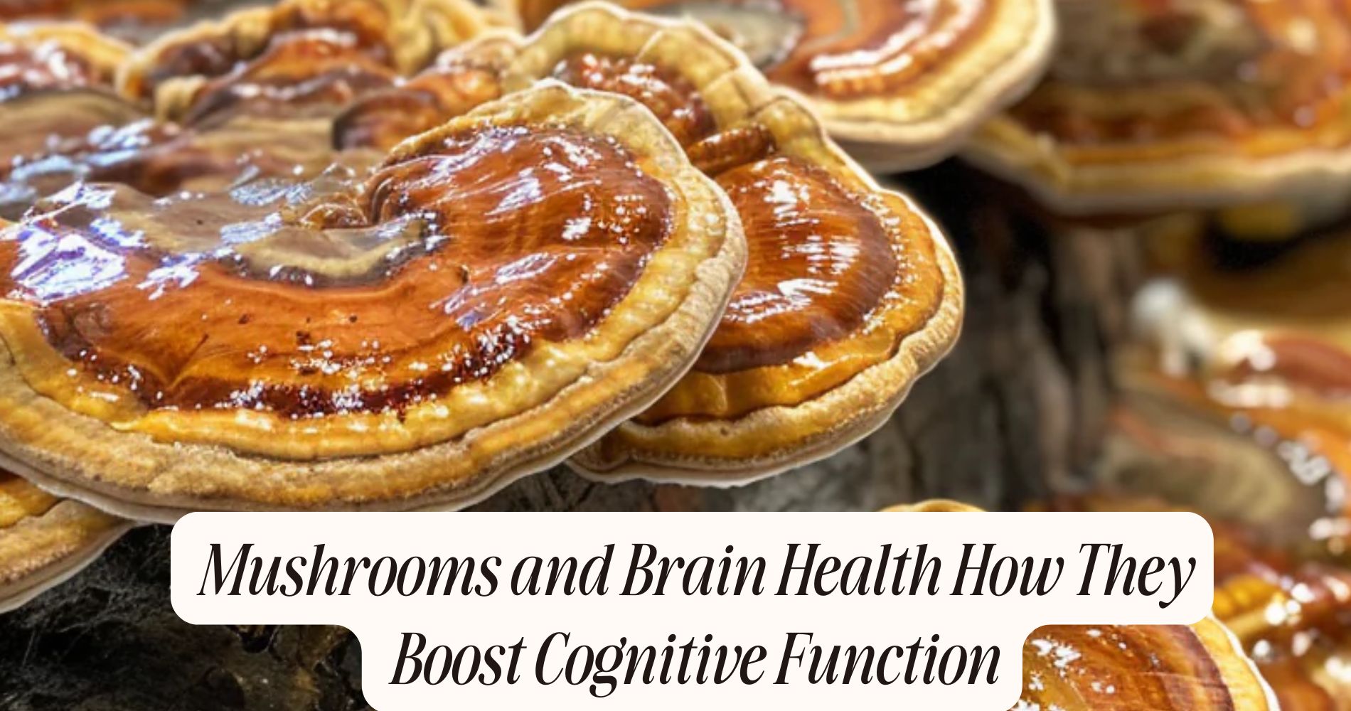 mushrooms and brain health