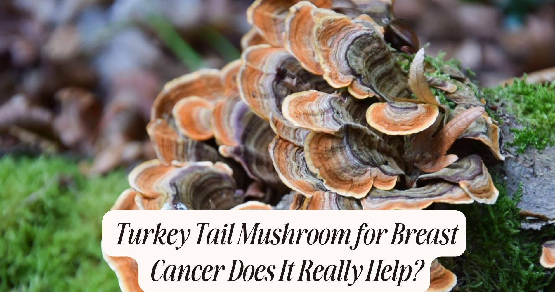 turkey tail mushroom for breast cancer
